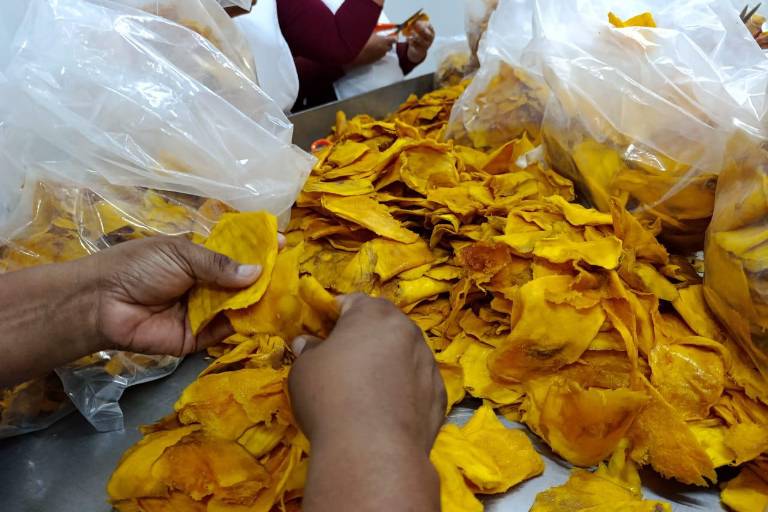 Apuestan por la transformación del mango en Escuinapa
