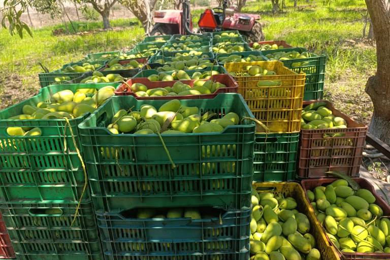 Sequía amenaza cosecha de mango en el sur de Sinaloa; podría disminuir un 40%