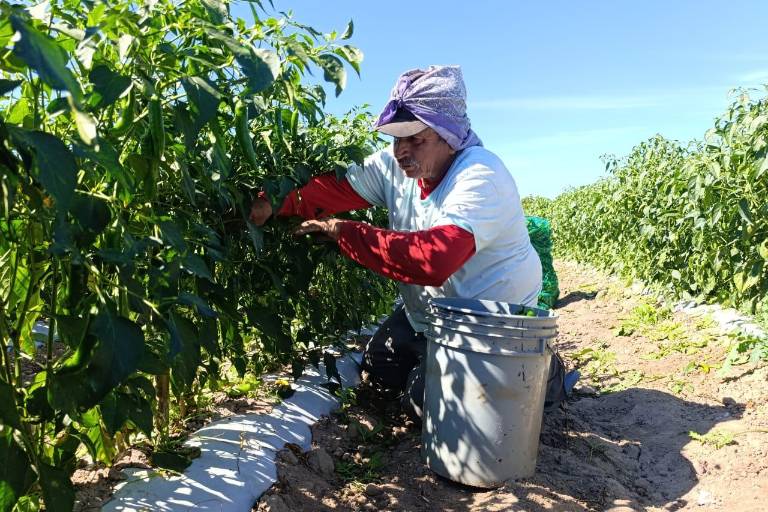 Precios bajos de hortalizas afectan a productores de Escuinapa