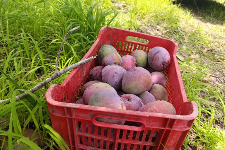 Productores de mango piden que haya acuerdos para el precio de la fruta