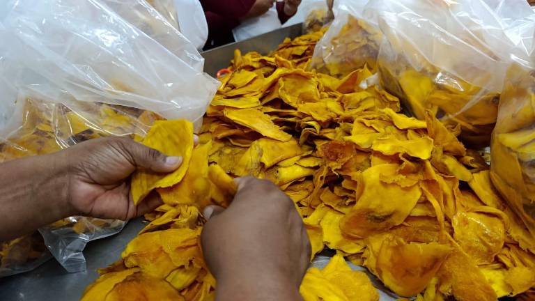 La deshidratación del mango es una alternativa para comercializar la fruta producida en Escuinapa.