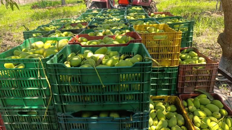 Prevén productores del sur del estado hasta un 40 por ciento menos de producción de mango a causa del estiaje.