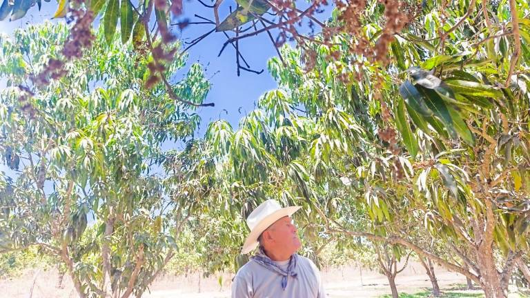 Temporada de mango ‘pinta mal’: productores en Escuinapa