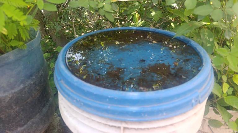 En Escuinapa reportan que ha bajado la incidencia de dengue.
