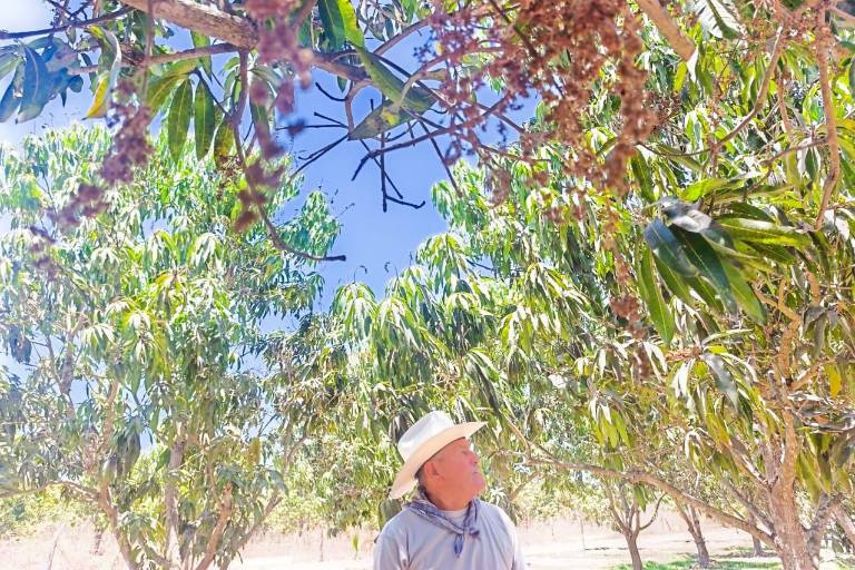 Temporada de mango ‘pinta mal’: productores en Escuinapa