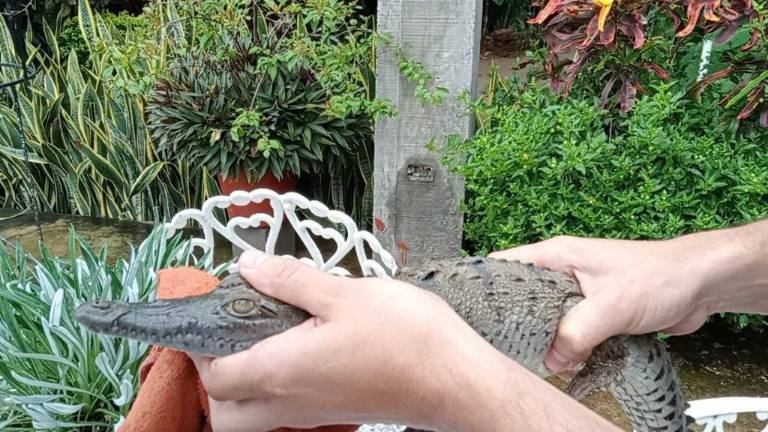 Van al menos 3 cocodrilos asegurados en el centro de Sinaloa durante esta temporada de lluvias