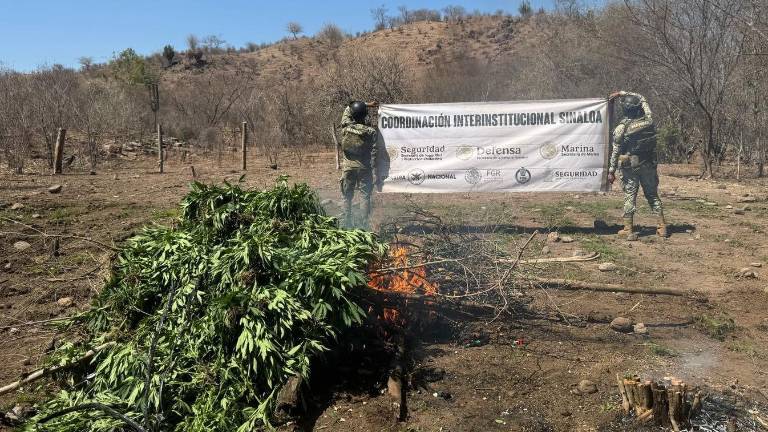El personal naval destruyó un estimado de 18 mil kilogramos de mariguana.