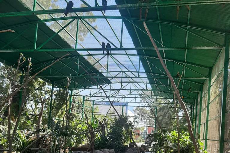 Aves y reptiles están a cargo del Gran Acuario Mazatlán Mar de Cortés: director