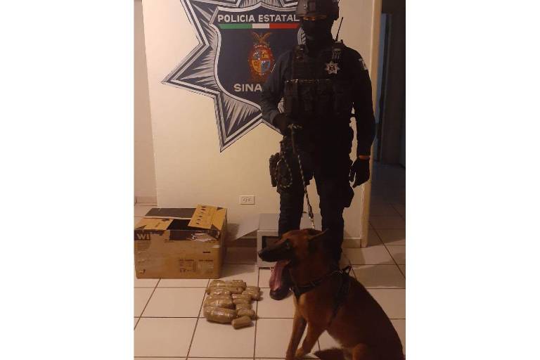 Aseguran Binomio canófilo y Grupo Élite de la PEP presunto cristal en paquetería de Culiacán