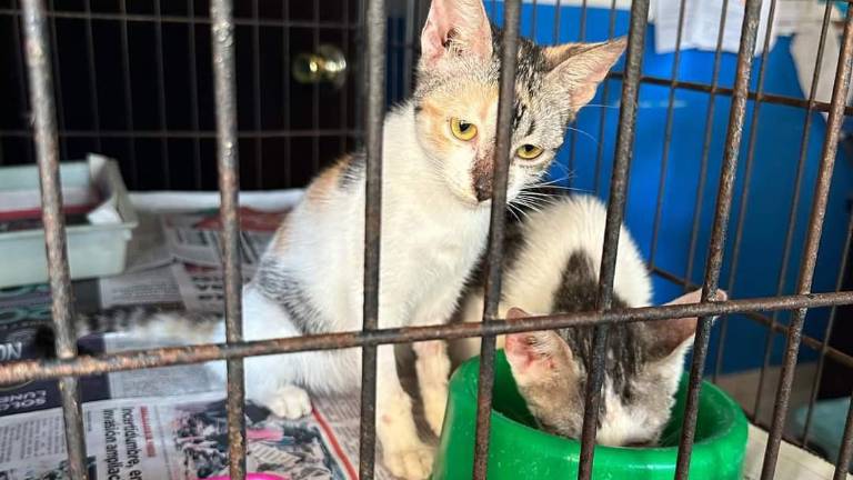 Perros y gatos son recibidos en Amigos de los Animales.