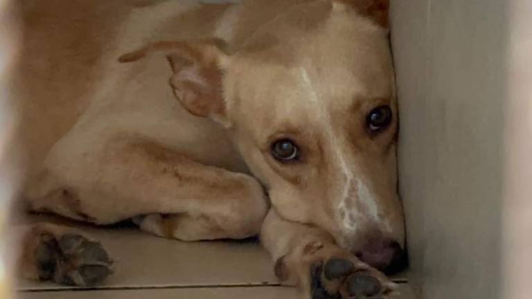 Perros y gatitos que viven en el albergue de Amigos de los Animales en Mazatlán requieren del apoyo de la ciudadanía.