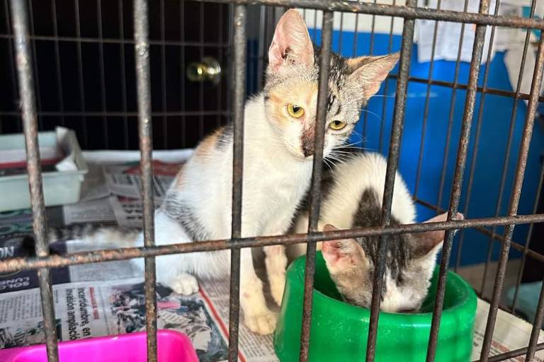 Mazatlán es una ciudad con alto índice de maltrato y abandono animal: Amigos de los Animales