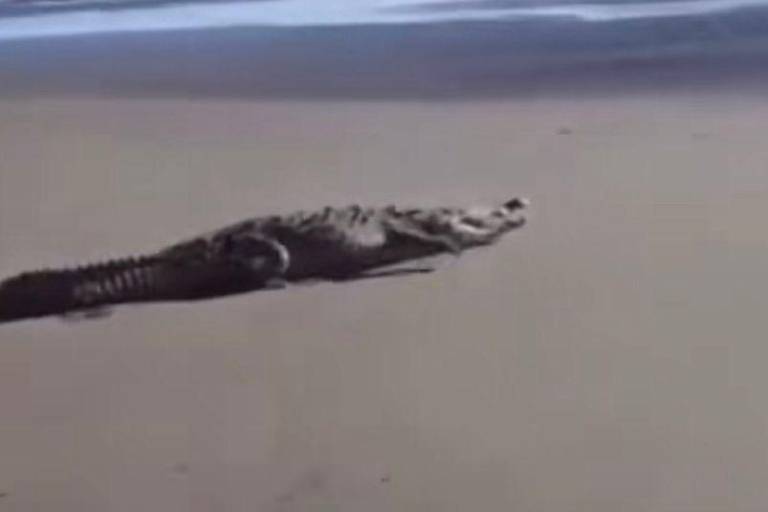 VIDEO: Captan a cocodrilo paseando en playas de El Tambor