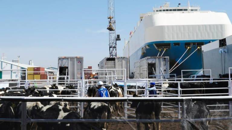 El buque cargado de 5 mil 300 cabezas de ganado será revisado para poder descargar en el recinto logístico de la Terminal Marítima de Mazatlán.