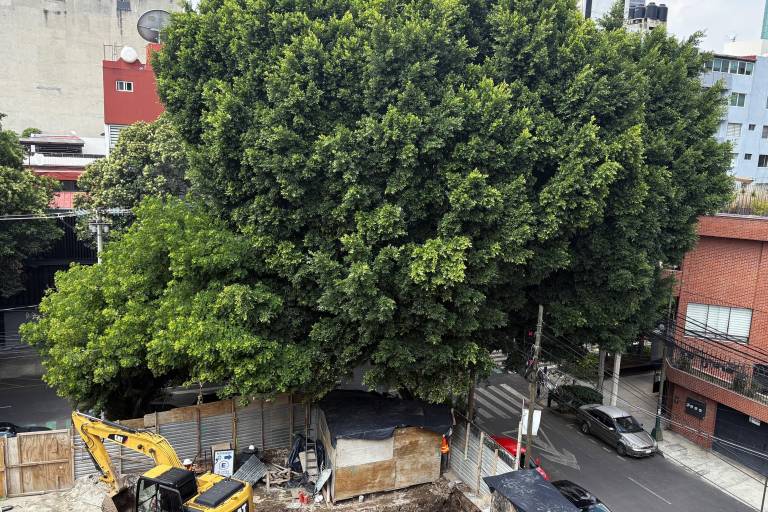 Vecinos denuncian intento de tala de un árbol de 100 años en CDMX; alcaldía y Sedema niegan permisos