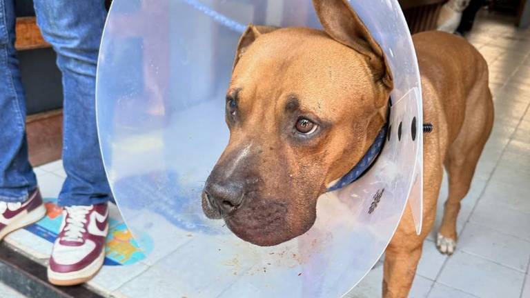 El perrito ‘Máster’ fue herido en su hocico por un artefacto explosivo improvisado.