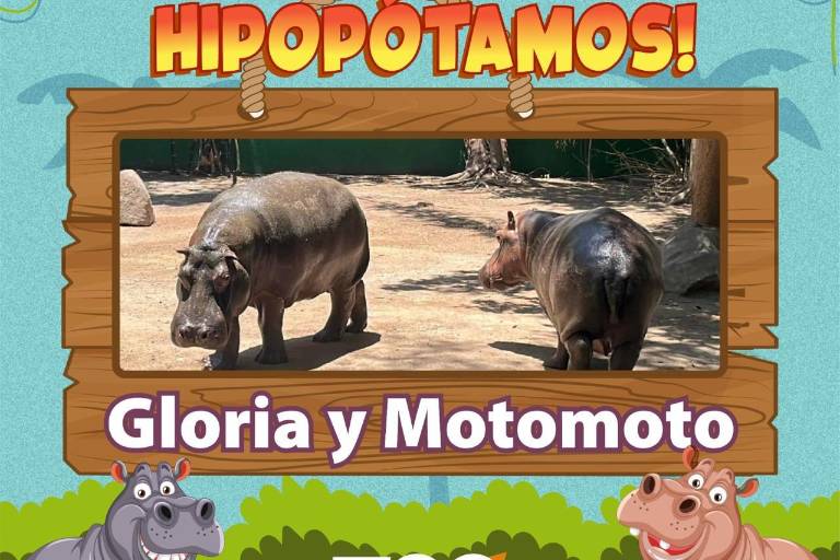 Zoológico de Culiacán da nombre a sus hipopótamos, son Gloria y Motomoto