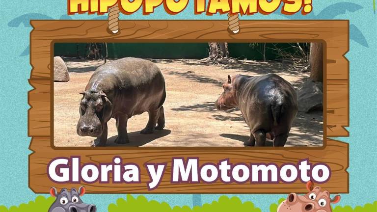 El Zoológico de Culiacán seleccionó los nombres Gloria y Motomoto para la pareja de hipopótamos recién llegados.