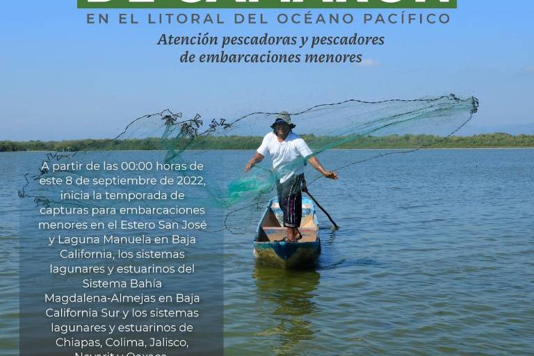 En una semana, inician capturas de camarón en esteros de Sinaloa; para el 22, comienzan los barcos