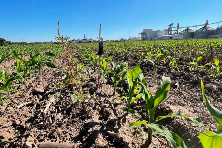 Control exitoso del gusano cogollero libre de insecticida