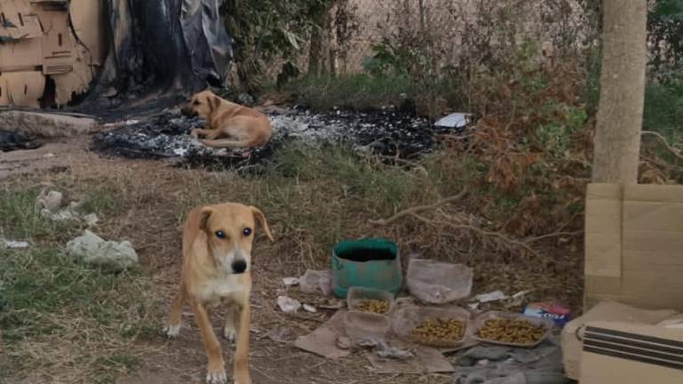 En casi todas las colonias de Sinaloa se pueden encontrar perros o gatos en situación de calle.