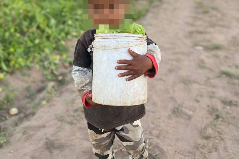 Muestra valle de Escuinapa una realidad en el Día del Niño: menores trabajando en los surcos