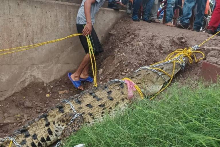 Pobladores de Villa Juárez capturan cocodrilo de 4 metros