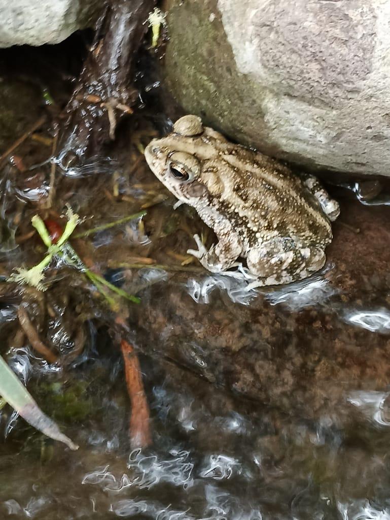 $!Llaman a cuidar sapos, ranas, lagartijas, luciérnagas y libélulas