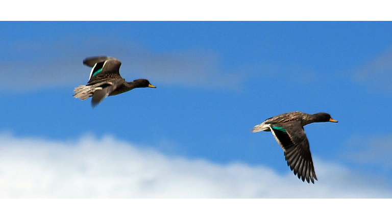 Pato crestón en la Reserva de Biosfera de Bicentenario–Ayacucho