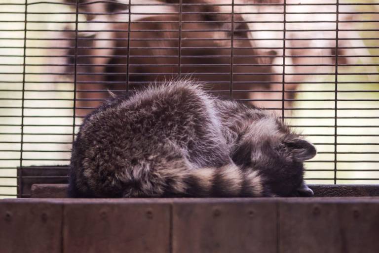 Mientras se mueren los animales, director del Zoológico de Culiacán está en Cancún’, critica Sergio Torres