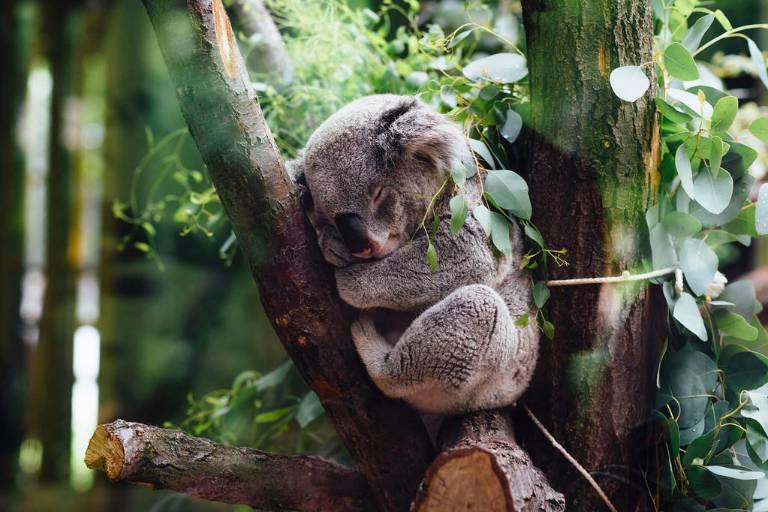 Convención del Patrimonio Mundial es clave para proteger la biodiversidad