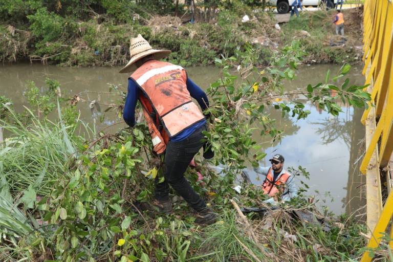 Convocan a detener la tala de mangle este lunes en Mazatlán