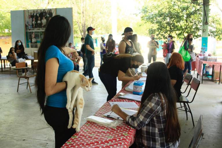 Realizan campaña de esterilización de gatos en Infonavit Humaya en Culiacán