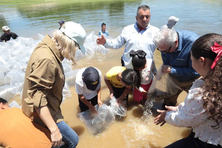 Inician en Presa Picachos Programa de Repoblamiento de Embalses y Presas en Sinaloa