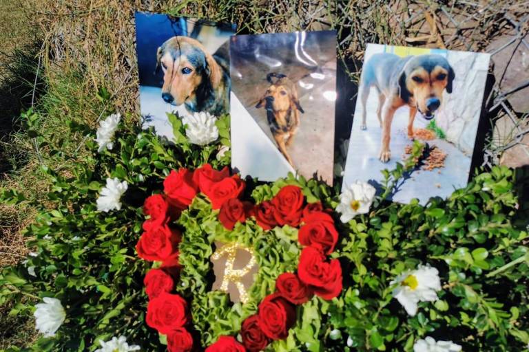 Despiden al perrito Rodolfo Corazón en Los Mochis