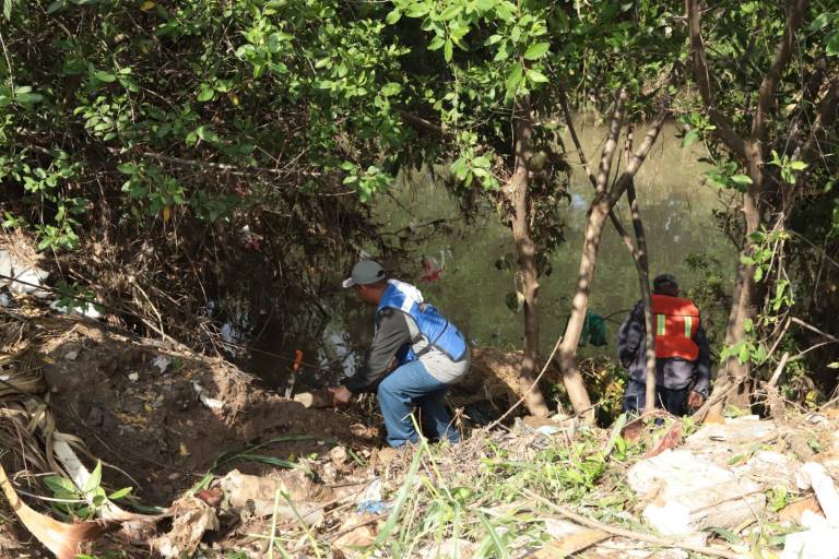 Acuerdan con la Alcaldesa de Mazatlán que no habrá tala ni poda de mangle en el Arroyo Jabalines