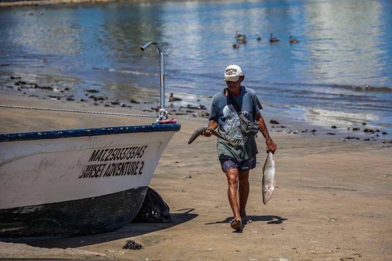 Por cambio climático, nuevas especies sorprenden a pescadores, en Mazatlán