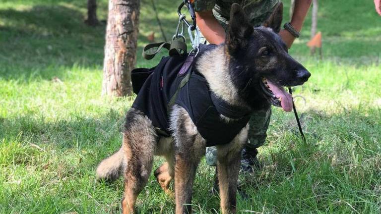 Proteo, el perro rescatista adscrito a la Sedena que murió por el frío en Turquía.