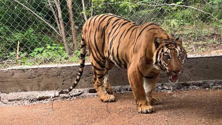 El felino presenta un estado de salud delicado, determinó el estudio médico realizado en Culiacán.