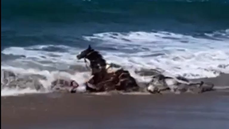 En su desesperación, los hombres intentaron jalarlos pero el peso de los animales y la fuerza del mar se los impidió.
