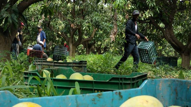 El precio del mango en el sur de Sinaloa no ha sido bueno para los productores.