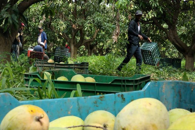 Precio del mango no ha sido bueno para el productor este año, dice la AARB