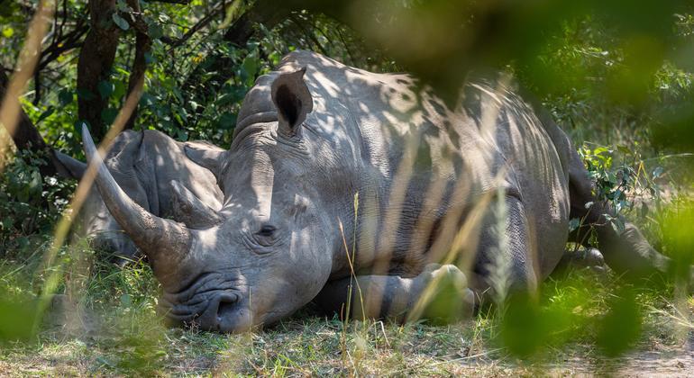 $!Veinte años de esfuerzos no han frenado el tráfico de especies silvestres: ONU