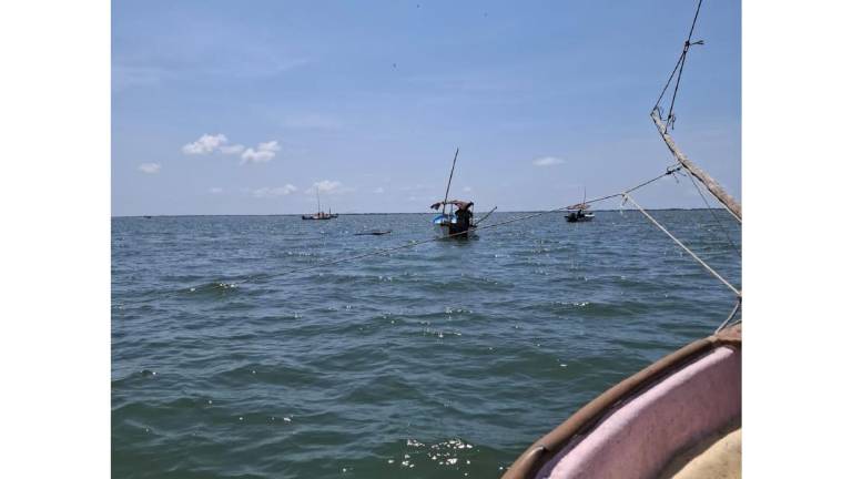 Inicio de capturas de camarón en la bahía de Altata.