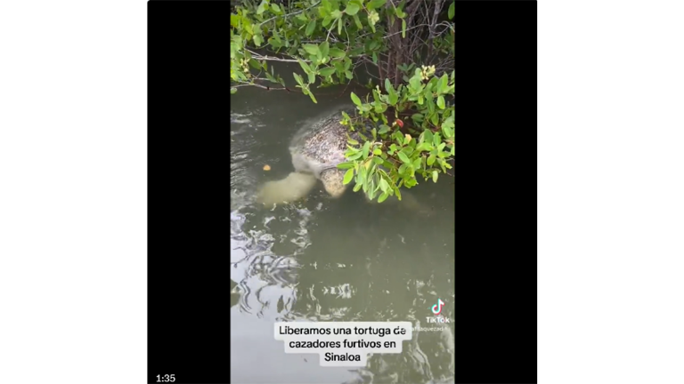 Una de las tortugas encontradas entre los manglares de Altata, la cual estaba atada con un alambre.