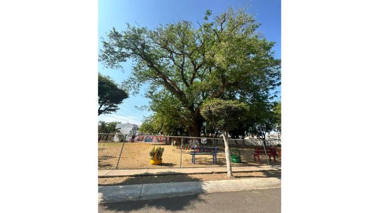 El ‘Mes Verde’ que realiza la organización ambiental La Ola Verde reconocerá en Culiacán a árboles centenarios.