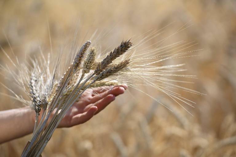 Precios de los alimentos disminuyen un 2.1% en 2024: FAO