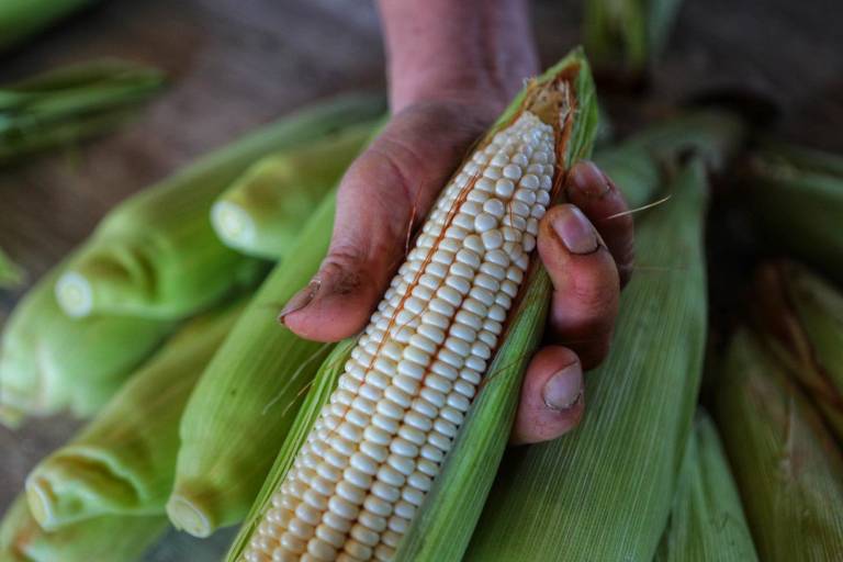 Diputados federales avalan prohibición al cultivo de maíz transgénico en territorio mexicano