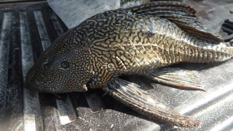 Pez diablo (Pterygoplichthys pardalis) capturado en la localidad de Don Martín, en ubicada en el Estado de Coahuila.
