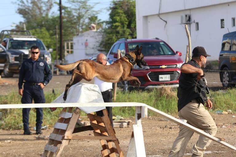 Toda una escuela la K9, la Unidad Canina de la SSPM de Mazatlán